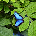 Blue Leaves - Morpho Butterfly