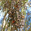 Clustered - Monarch Butterflies