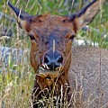 Hiding Elk - Yellowstone National Park, Wyoming