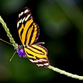 Ismenius Tiger Butterfly