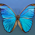 Perfect - Blue Morpho