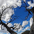 Wicked Trees - Chiricahua National Monument